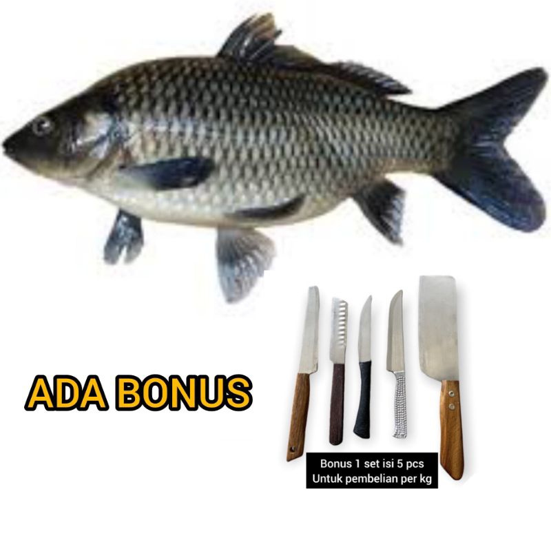 

PROMO IKAN MAS POTONG / BERSIH FREE ALAT DAPUR 1 SET
