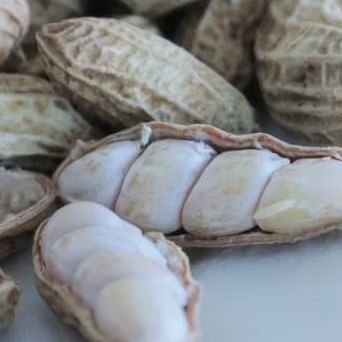 

Kacang Tanah Mentah Basah, Baru Panen.