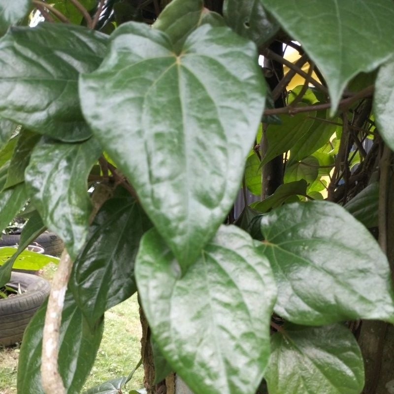 

Daun sirih hijau per 500gr