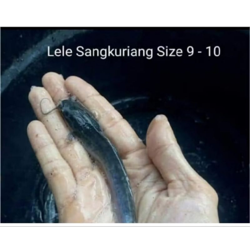 Bibit ikan lele Sangkuriang size 9-10cm