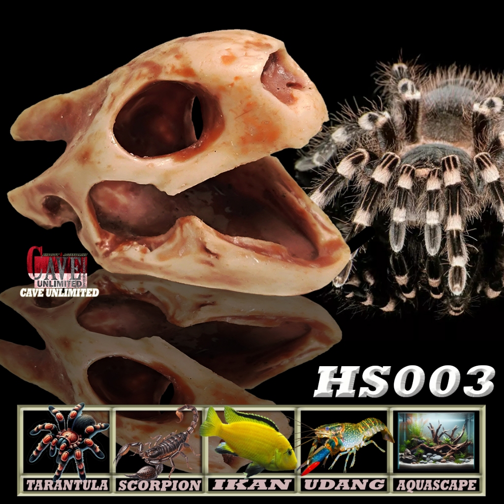 HS003 HIDING SKULL TENGKORAK KEPALA TORTOISE KERANGKA FOSIL HIDINGCAVE TEMPAT SEMBUNYI TARANTULA P M