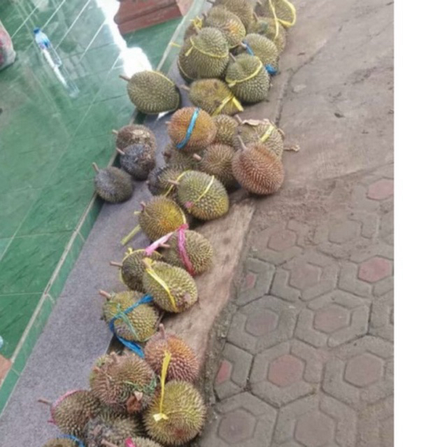 

Durian Wonosalam (DAPAT 3 DURIAN!!!)