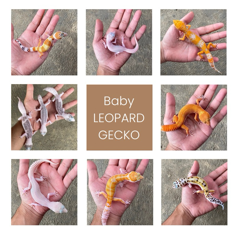 LEOPARD GECKO RANDOM BABY DEWASA  GEMOYY FREE CALCIUM FREE KONSULTASI BERGARANSI