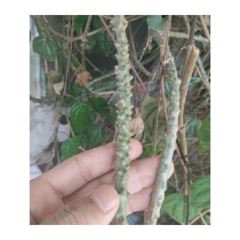 

Bibit Brotowali | Batrawali Sapih Asi per 25 cm