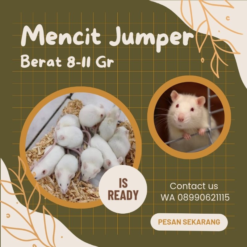 Tikus putih mencit jumper