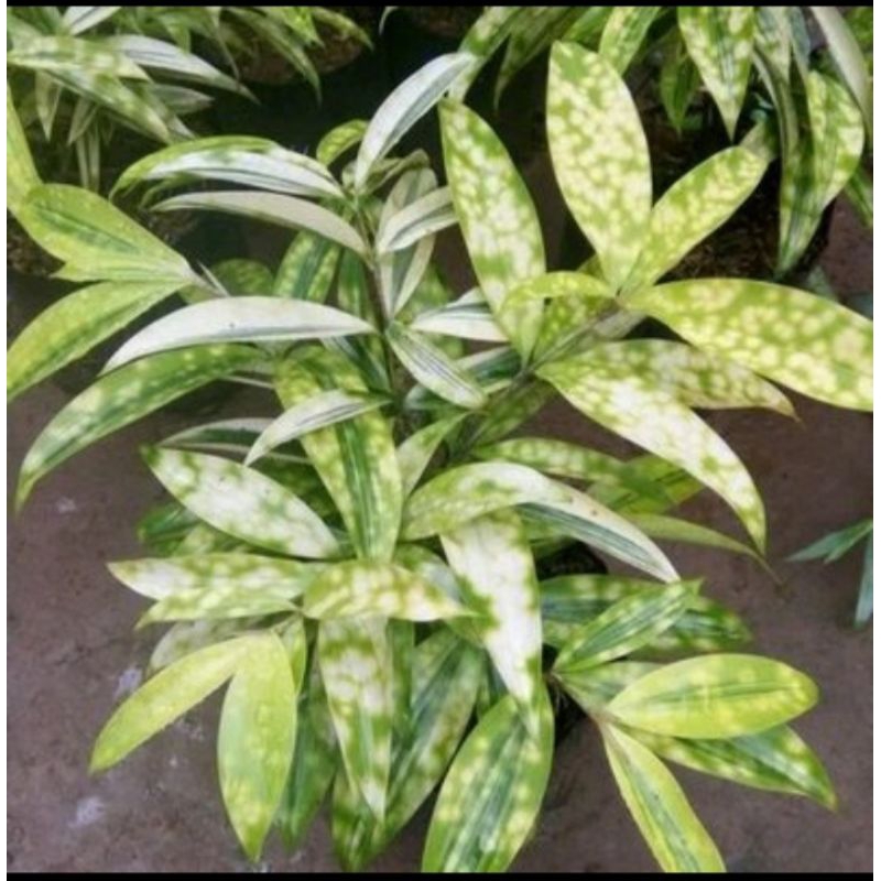 Bambu dracena/bambu jepang