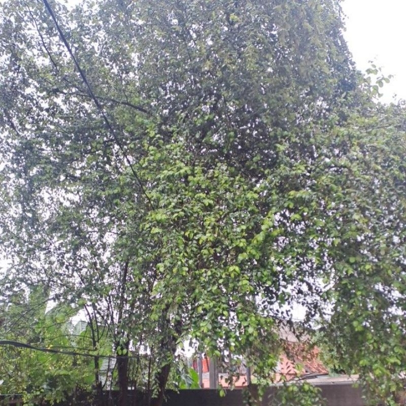 

DAUN BIDARA ARAB 100 LEMBAR