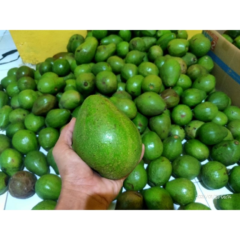 

Alpukat Lokal Blitar Super 1kg