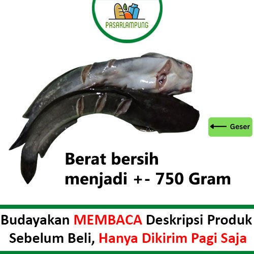 

Ikan Lele Segar 1 Kg Pasar Lampung