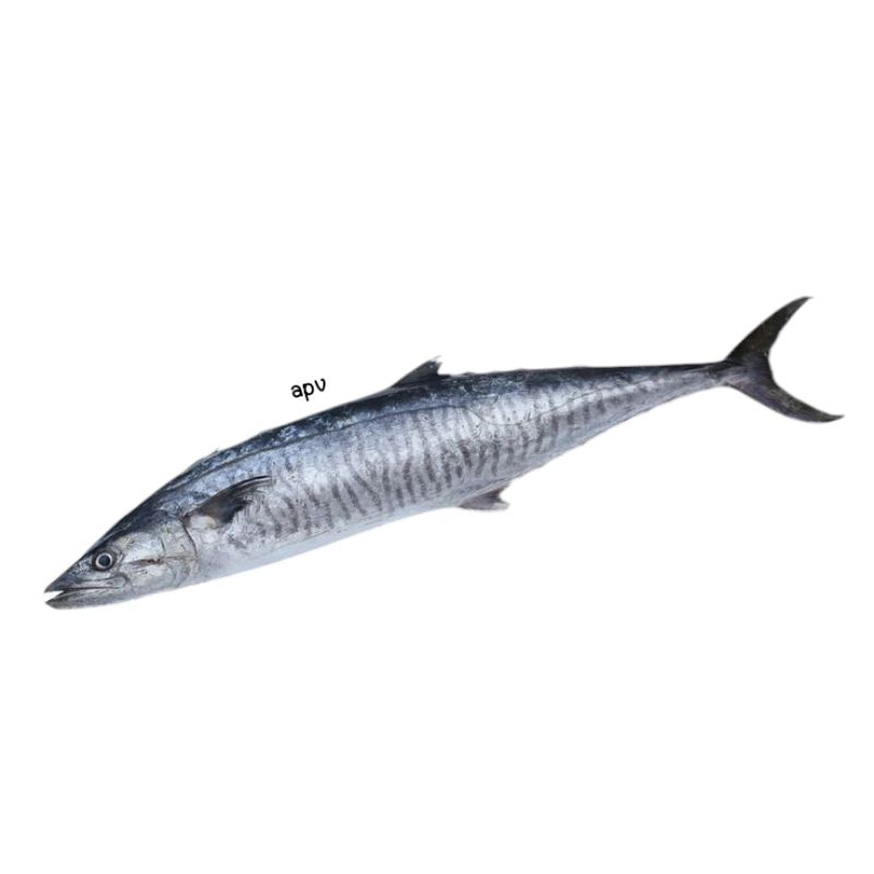 

ikan tenggiri segar fresh 1 kg