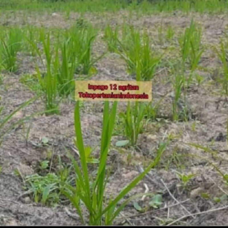benih padi inpago 12 agritan jagonya padi darat 5kg