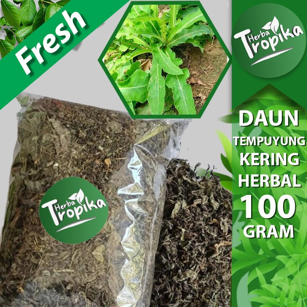 

Daun Tempuyung kering 100 gram Herbal Alami toko herba tropika