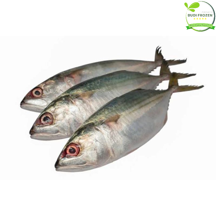 

IKAN PEDA / IKAN KEMBUNG SEGAR FROZEN / KEMBUNG BANJAR ± 500 GR