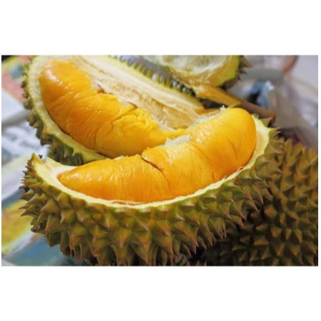 PAKET 2 Bibit Tanaman Durian Monthong Okulasi Bibit Durian Montong Kaki 3 Bibit Duren 80cm-100cm