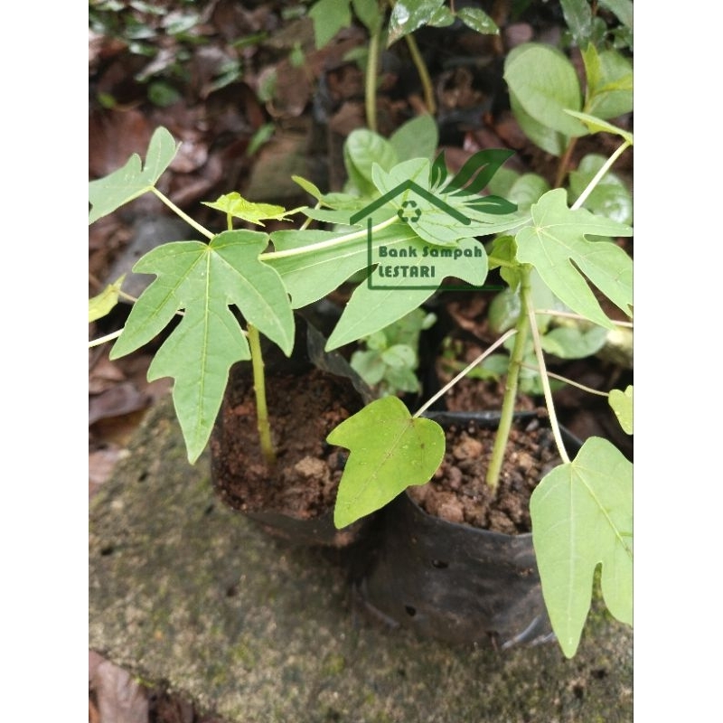 bibit pepaya kates California