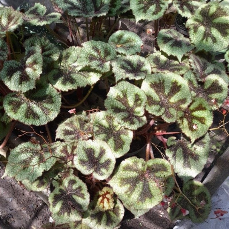 begonia iron cross