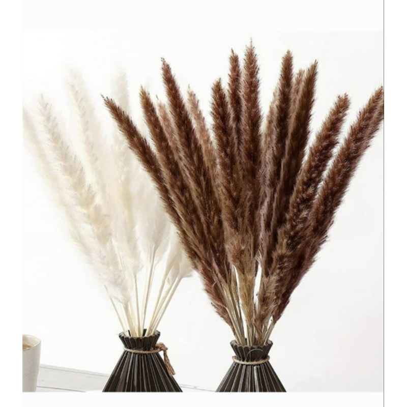 Pampas Dried Grass Import ,Rumput Pampas ,Preserved Pampas