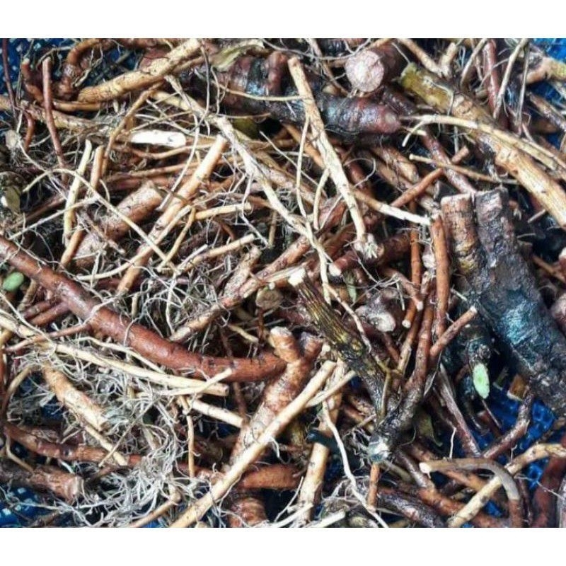

akar daun putri malu segar fres 300gram