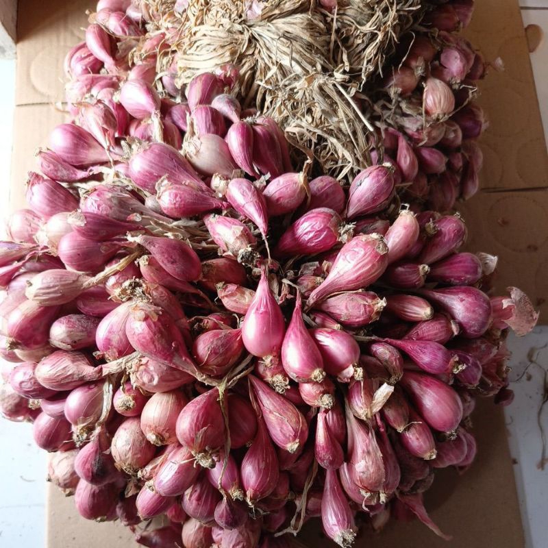 

Bibit Bawang merah Brebes askip 50 kg