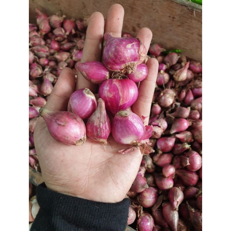 

Bawang Merah Brebes Lokal Cross Bawang Besar