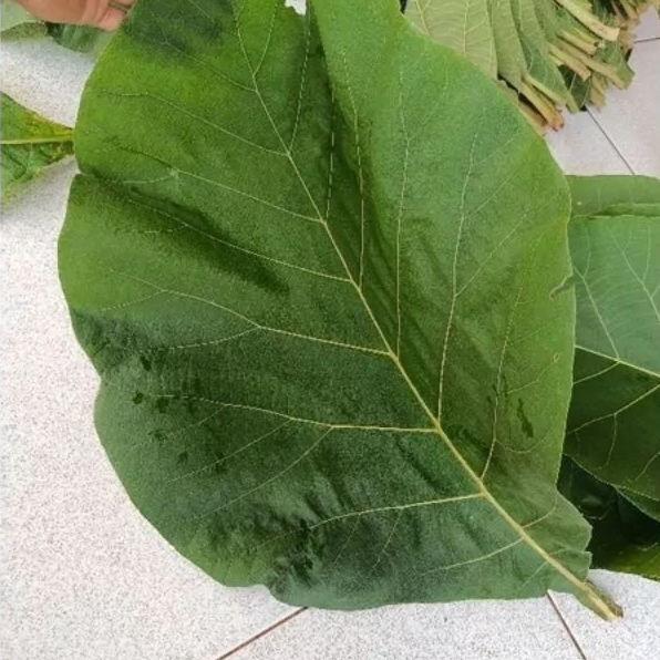 

Daun Jati Segar - Bungkus Makanan Serbaguna 20 Lembar.