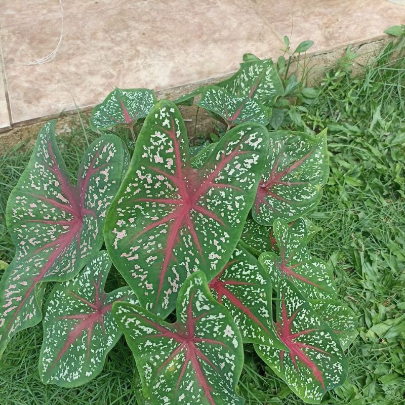 

tales duaun bitik putih