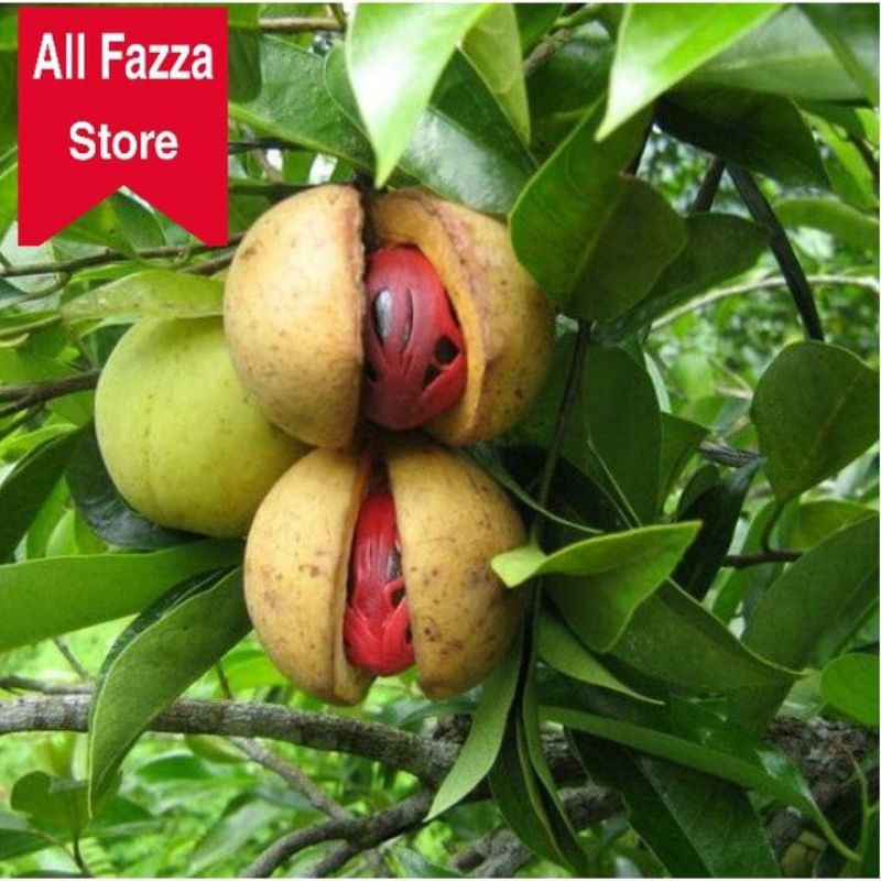 

buah pala segar 250gm/10000