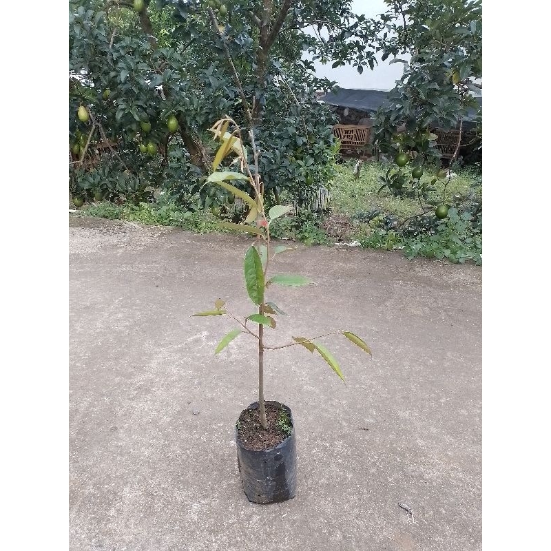 Bibit Durian Ochee Duri Hitam Black Thorn