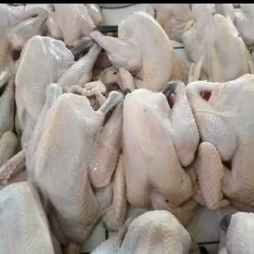 

Ayam Kampung Premium Potong Dadakan Fresh Dari Kandang Ternak Berkualitas ± 1 Kilo