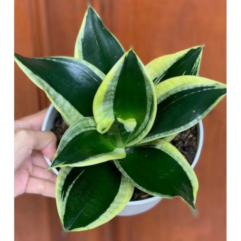 Sensivera mini pagoda sensivera pagoda sensivera murah