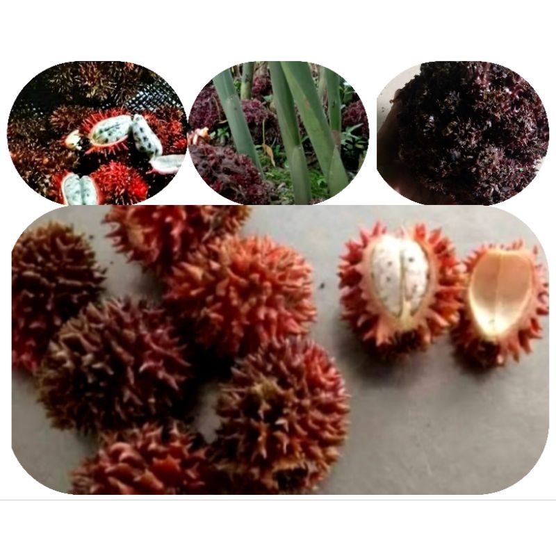 

Buah parahulu rambutan tanah 200 gram petik langsung