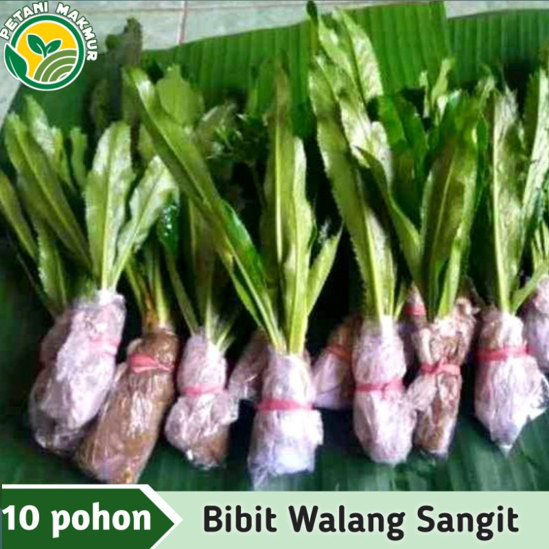 Bibit Walang Sangit 10 Pohon / Tanaman Walang Cina Herbal / Umpan Pancing