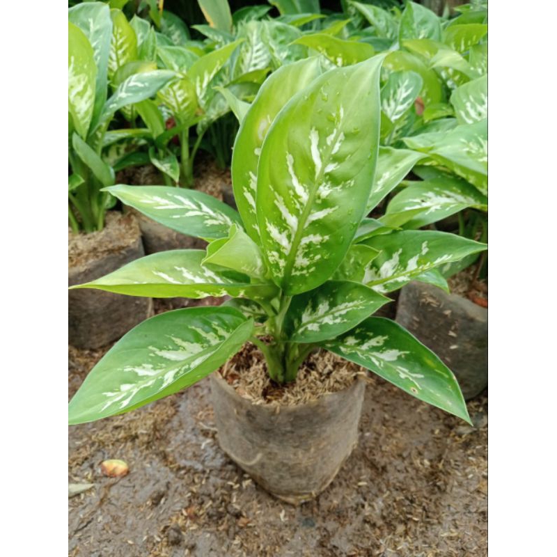 Tanaman hias Sri Rezeki putih hijau blanceng zebra