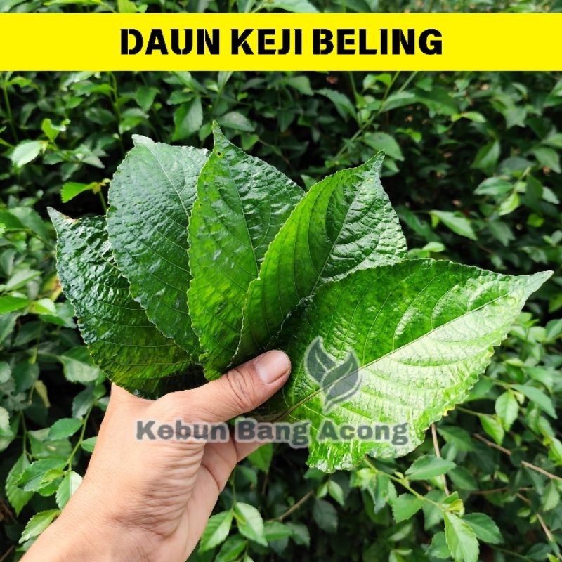 

Daun Keji Beling Pecah Beling Fresh Kebun Bang Acong Baru Petik