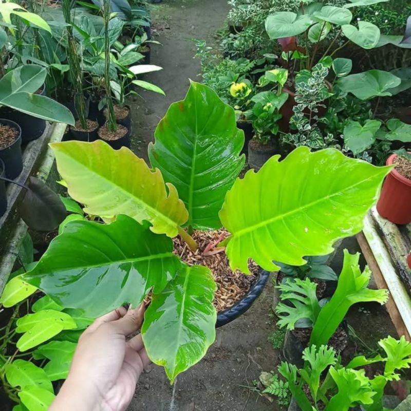 Philo Green Saw - 1 Daun Pancing