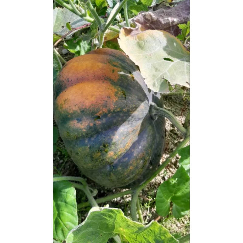 

buah labu tua segar ukuran jumbo