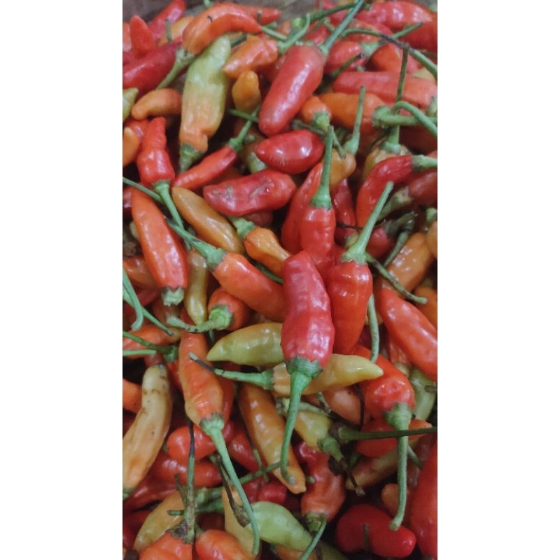 

INSTAN cabe rawit bontok cabe gemoy cabe kecil murah