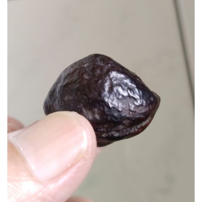 Kemiri Adu Muncang Adu Yanti SB Urgen Matang Size kecil