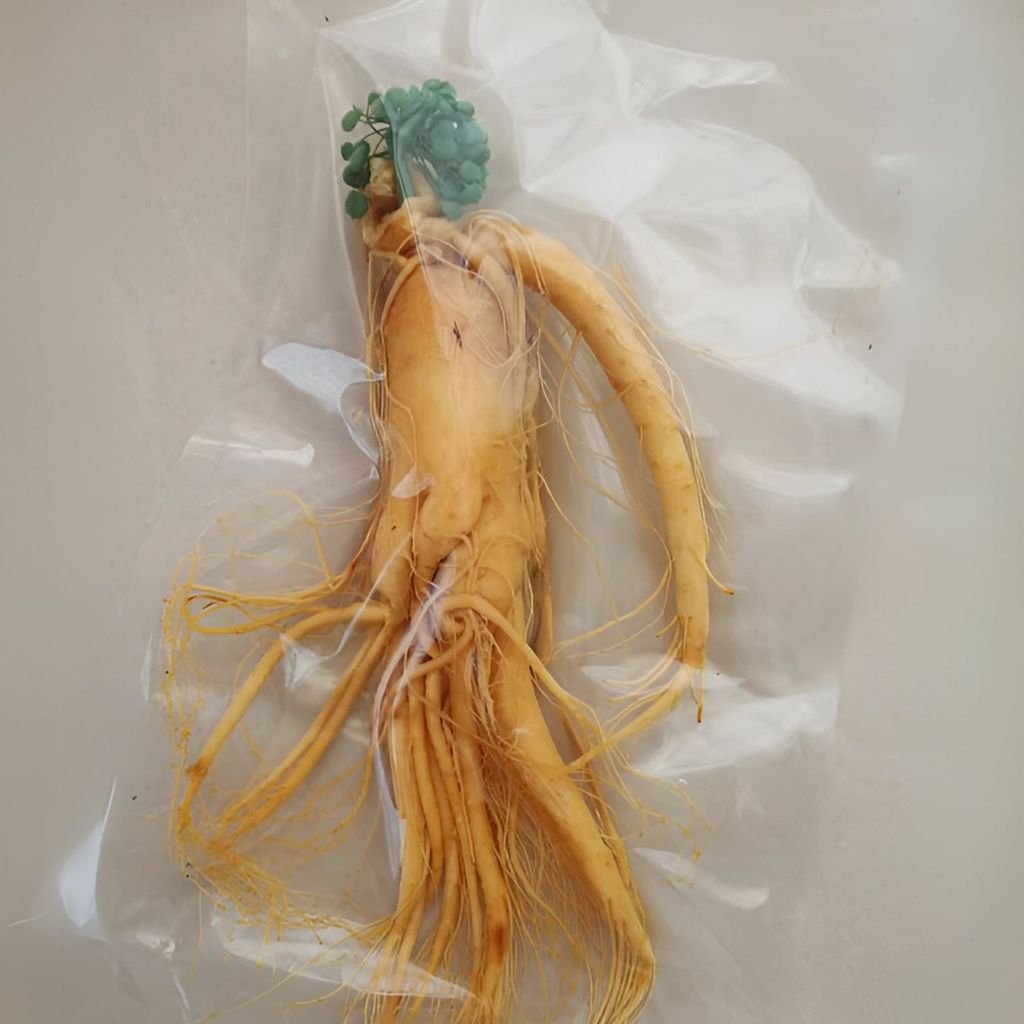 

(20gram) Ginseng Segar Asli Pegunungan Changbai Kemasan Vakum / Ginseng Root / Ginseng Fresh