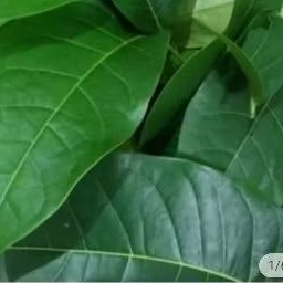 

DAUN MAHONI PESAN BARU PETIK 50 LMBAR