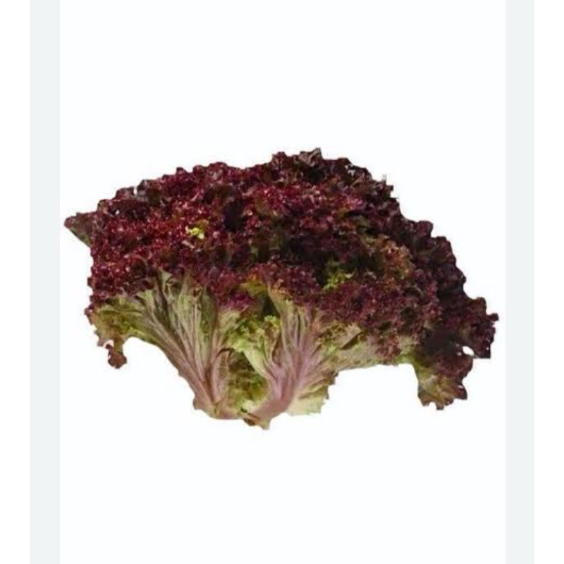 

lolorosa lettuce 200gr
