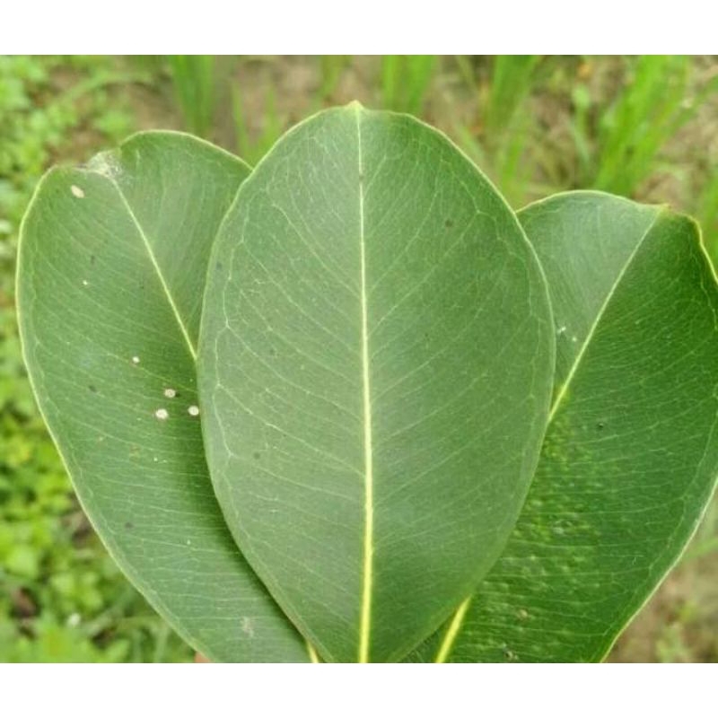 

Daun juwet / daun jambang segar 50 lembar