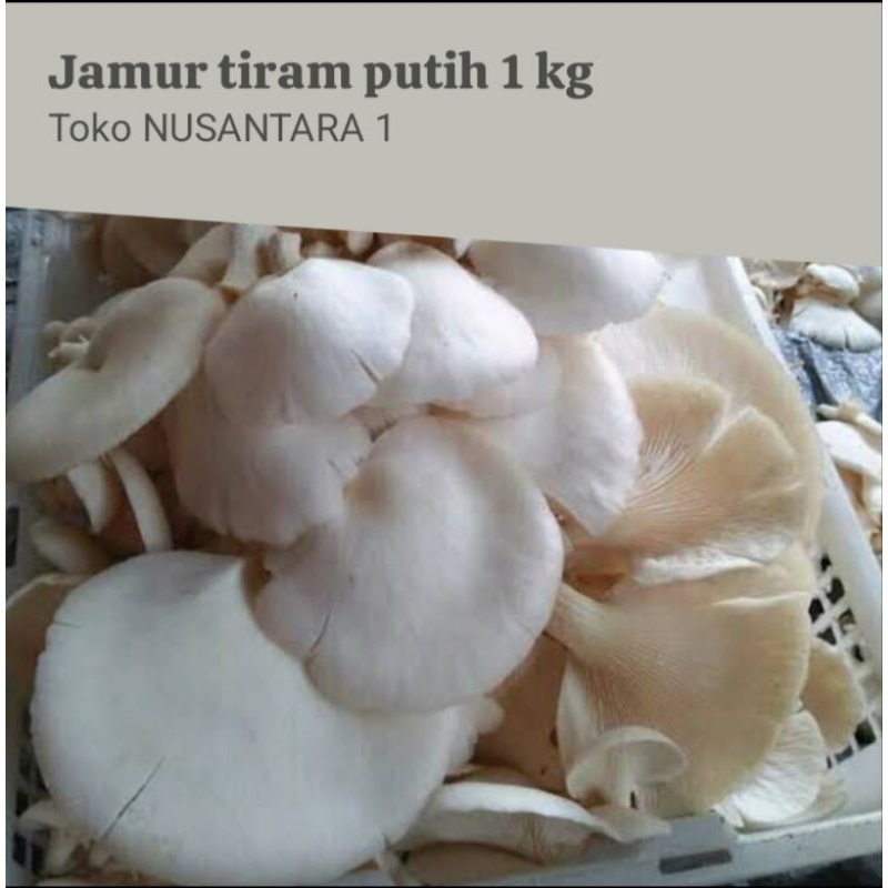 

Jamur Tiram Jenis Florida per 1 Kg.