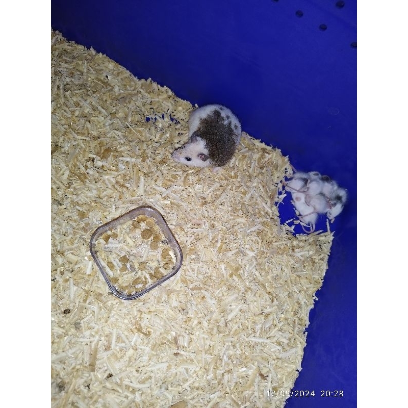 Tikus African Soft Fur (ASF)