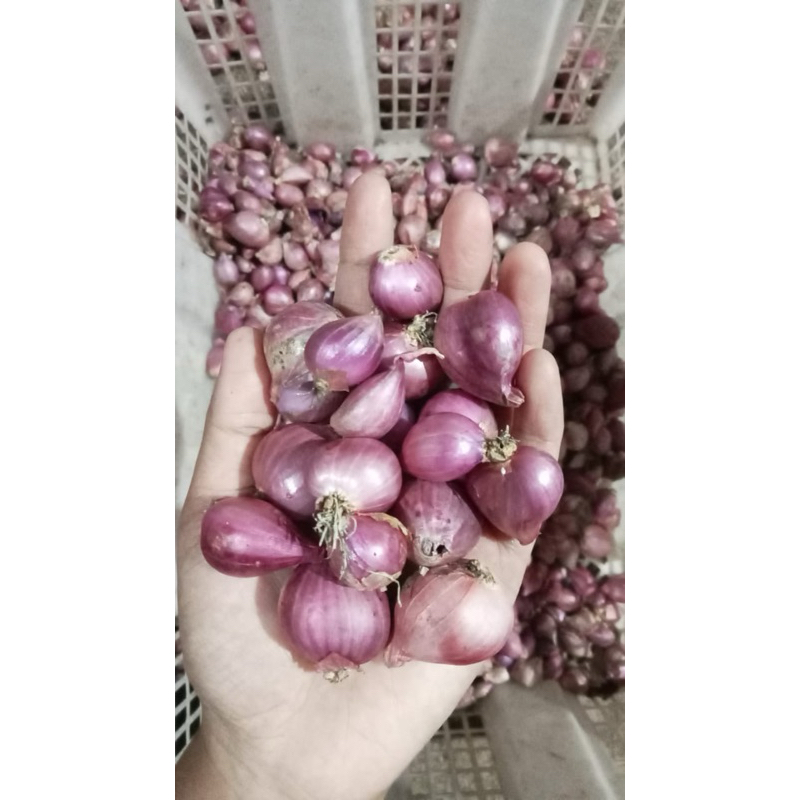 

Bawang merah tanggung