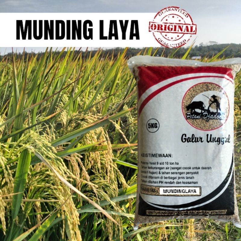 Benih Padi Unggul Munding Laya kemasan 5 kg