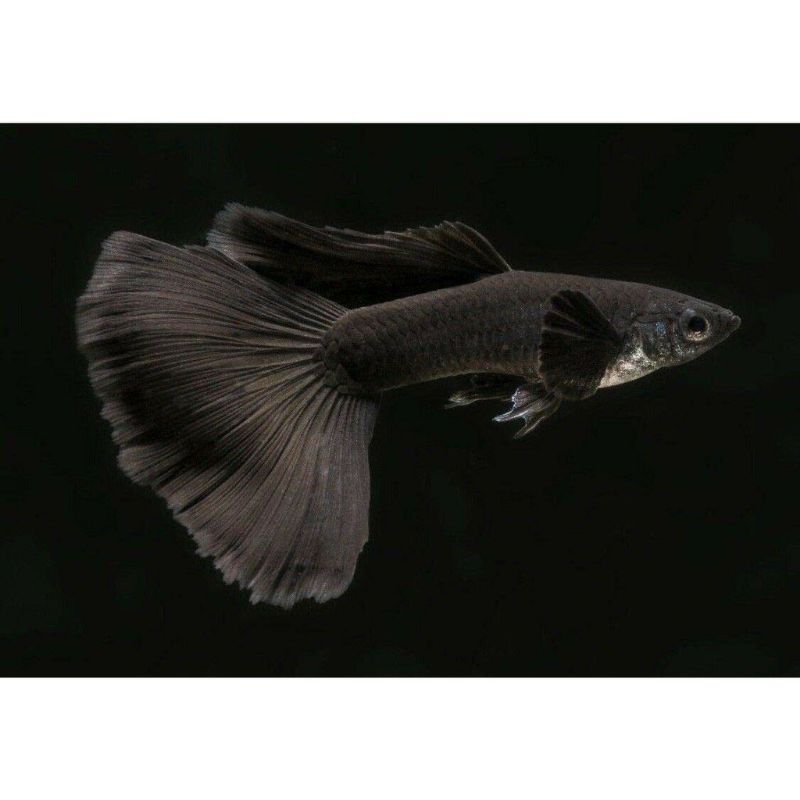 hiasaan aquarium guppy black moscow/full black