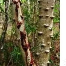 

BATANG SECANG HERBAL 1KG