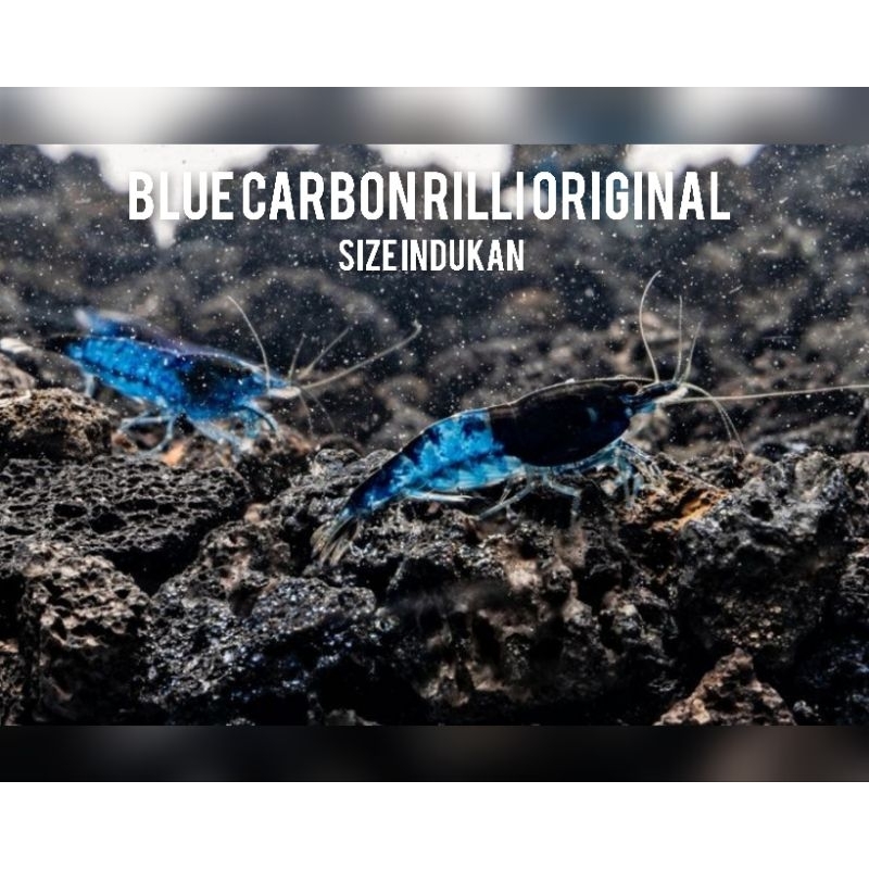 Udang hias blue carbon rilli original - udang hias aquarium - udanh hias aquascape - udang hias air 