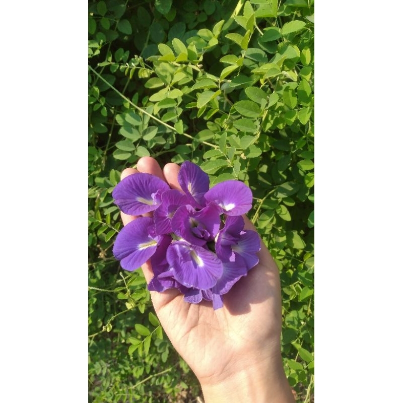 

Bunga Telang Fresh 10 gram